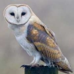 image of barn_owl #0