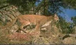 image of cougar_body