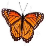image of animal
