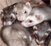 image of polecat #26