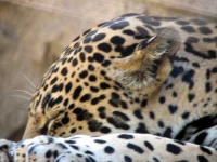 image of jaguar_car