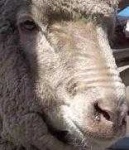 image of animal
