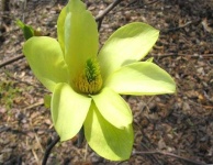 image of magnolia #3