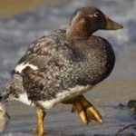 image of steamer_duck #23