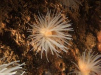image of sea_anemone