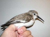 image of red_backed_sandpiper #16