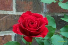 image of rose #12