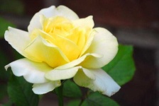 image of rose #27