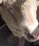 image of animal