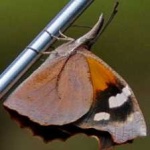 image of animal