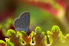 image of lycaenid