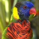 image of bird