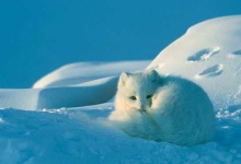 image of arctic_fox