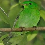 image of bird