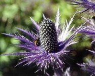 image of flower