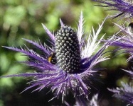 image of alpine_sea_holly #34