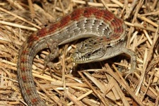 image of alligator_lizard