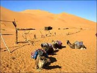 image of arabian_camel