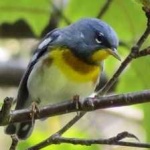 image of bird
