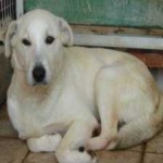 image of animal