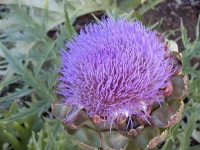 image of artichoke_flower #43