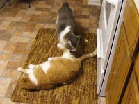 image of tiger_cat