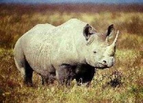 image of rhino