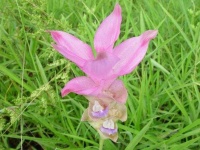 image of flower