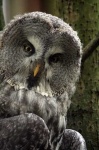 image of great_grey_owl