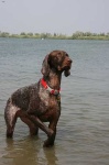 image of animal