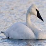 image of bird