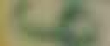 image of char