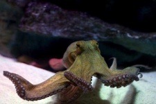 image of octopus