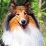 image of collie #10