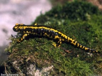 image of european_fire_salamander