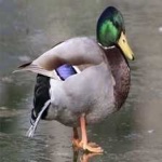 image of bird