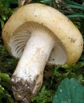 image of mushrooms