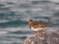 image of ruddy_turnstone
