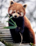 image of animal