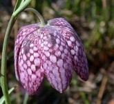image of flower