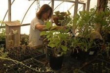 image of greenhouse