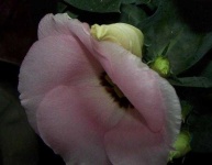 image of flower