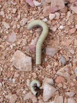 image of animal