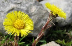 image of flower