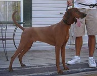 image of redbone