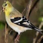 image of bird