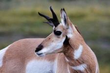 image of animal