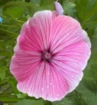 image of flower