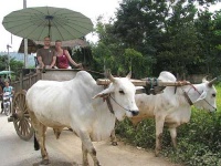 image of oxcart