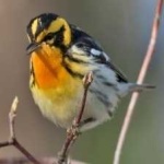 image of bird